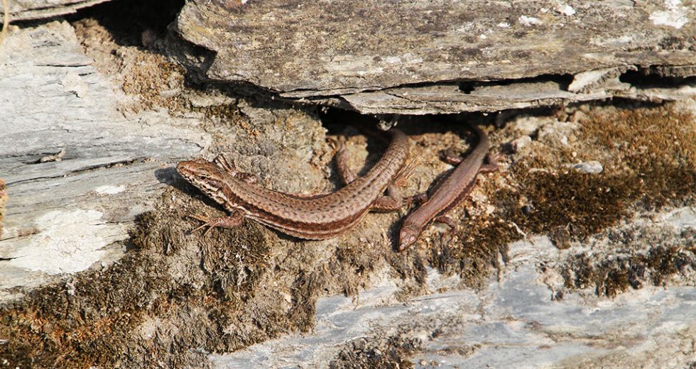 Eidechsen in Schiefermauer.jpg