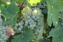 Rieslingtraube.jpg