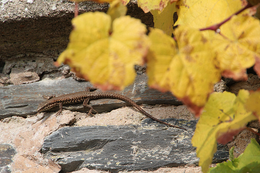 Weingut Feiten Stellplatz — photo 8